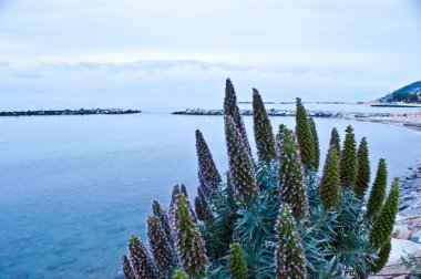 akşam beach