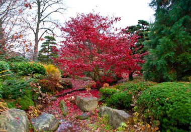 kırmızı akçaağaç