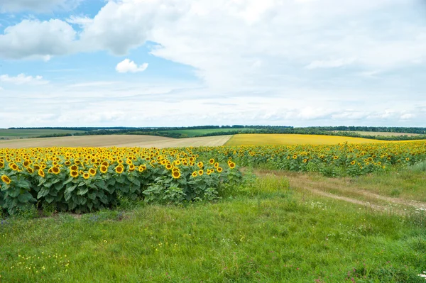 Die Felder — Stockfoto