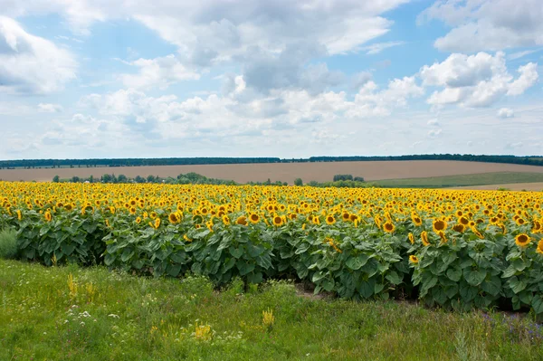 Die Ernte — Stockfoto