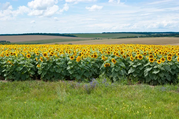 Sommerfelder — Stockfoto