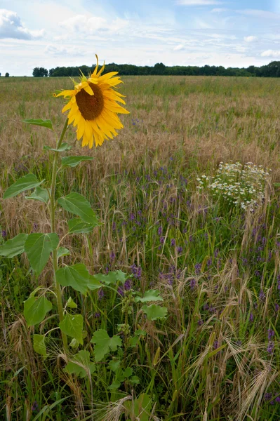 Die einsame Sonnenblume — Stockfoto