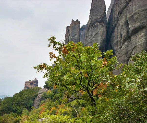 Die kleine Eiche — Stockfoto