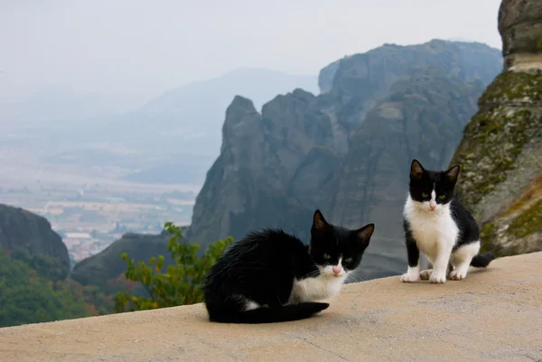 Chats de montagne — Photo