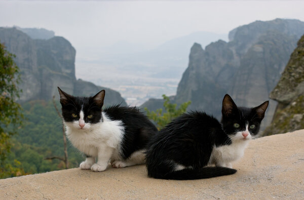 Monastery cats