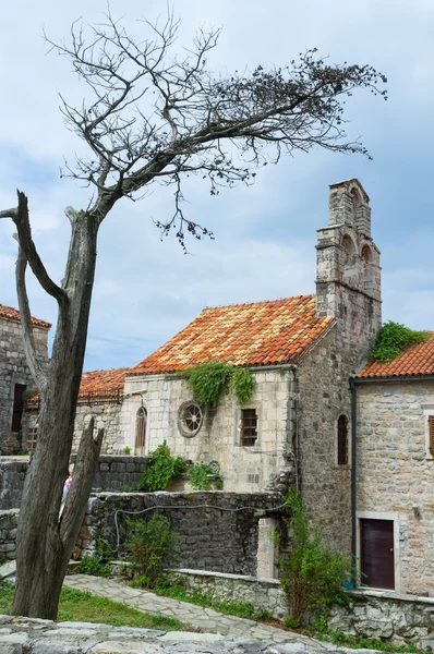 The old tree — Stock Photo, Image