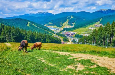 Bukovel Dağı 'nın sulu yeşil yamacında arka planda iki otlayan inek ve Bukovel Dağı Vadisi, Karpatlar, Ukrayna