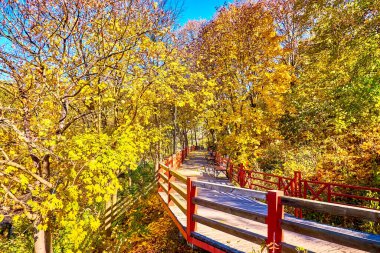 Drevlians Parkı 'nın yamacındaki tahta sokak altın sonbahar ağaçlarının arasından geçiyor, Korosten, Ukrayna