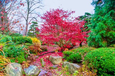 Sonbaharda yeşil ağaçları çevreleyen kırmızı akçaağaç Almanya 'nın Hamburg kentindeki Blomen Park' ı