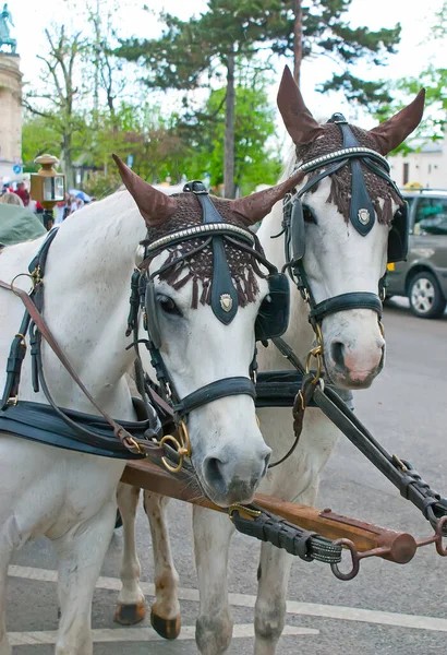 Pár Krásných Bílých Koní Postrojích Ušních Čepicích Láká Turisty Projížďku — Stock fotografie