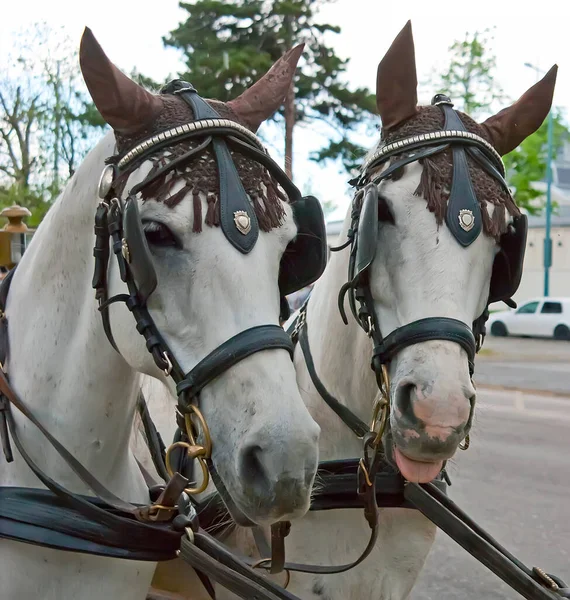 Лица Двух Лошадей Упряжках Ушанках Будапешт Венгрия — стоковое фото