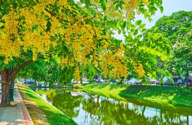 Parktaki parlak sarı caragana ağacı Old City Hendeği, Chiang Mai, Tayland