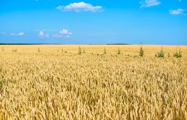 Das Gelbe Reife Weizenfeld Schwankend Wind Unter Blauem Himmel Ukraine — Stockfoto