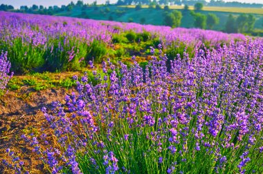 Sahadaki lavanta çalılarının açan parlak mor çiçekleri.