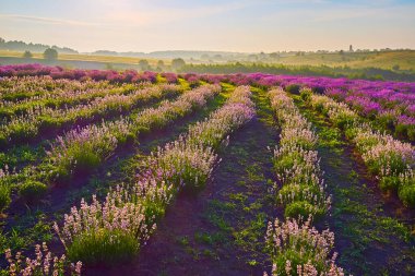 Lavanta tarlasında sisli bir sabah çiçek açan beyaz ve mor bitkilerin manzarası