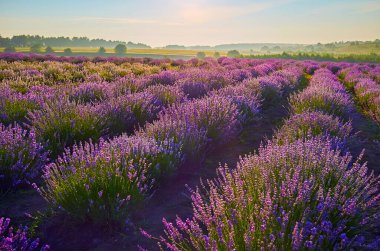 Çiçekli lavanta çiçekleri sisli gündoğumu ışığında tarlada.