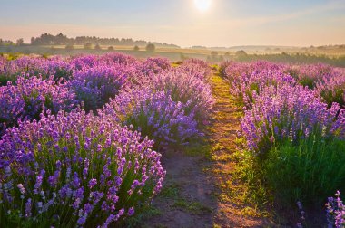 Lavanta tarlasında yürüyüşe çık. Parlak mor çalıların üzerinde solgun, sisli bir sabah ışığında.