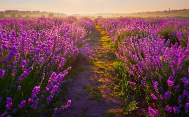 Parlak mor çiçek açan lavanta çalıları kararmış sisli şafak ışığında