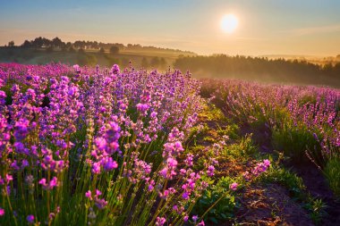 İlk sabah güneşi, mor lavanta çalılarını aydınlatıyor, tarlada büyüyor.