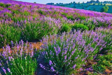 Önünde lavanta tarlası olan mor ve yeşil tepeler.