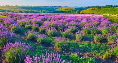 Arka planda tepelik yeşil çayırların olduğu, çiçek açan parlak mor lavanta tarlası manzarası