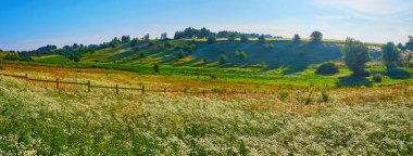 Yeşil çayırların manzarası çiçek açan kır çiçekleri ve uzun otlar