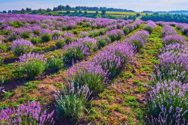 Çiçekli lavanta tarlası yürümek, dinlenmek, piknik yapmak ve doğanın güzelliğinin tadını çıkarmak için mükemmel bir yer.