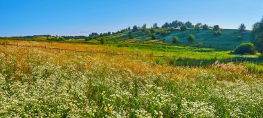 Papatya tarlasının panoraması, açık mavi gökyüzünün altında rüzgarda sallanan uzun bitkilerle.