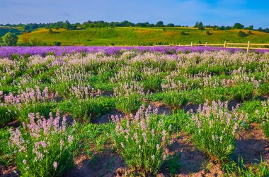 Arka planda parlak mor bitkiler olan beyaz Nana Alba lavanta ağaçları.