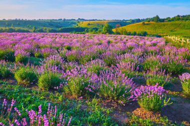 Sahada çiçek açan güzel mor lavanta rengi arka planda parlak yeşil tepeler