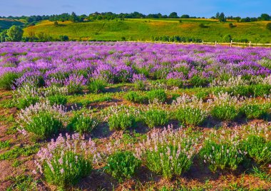 Yeşil tepelere karşı renkli lavanta tarlasının doğal güzelliği