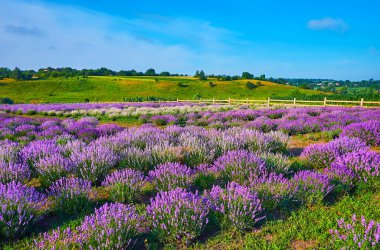 Arkaplandaki tepelik arazide çiçek açan bitkilerle dolu güzel mor lavanta tarlasının tadını çıkarın.