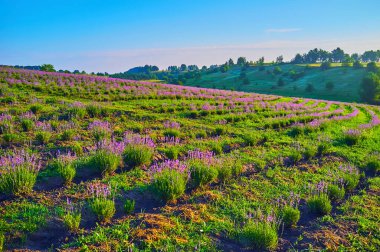 Önplanda lavanta tarlası olan tepe manzarası
