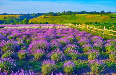 Mor ve beyaz lavanta çiçekleri yeşil tepelerle çevrili.