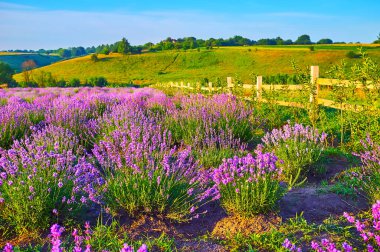 Yeşil tepelerin arasındaki parlak mor lavanta tarlası