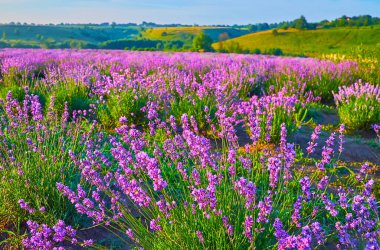 Arka planda yeşil tepeler olan lavanta tarlasına yakın çekim