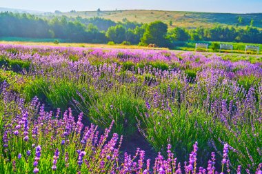 Mor lavanta tarlası ve yeşil tepe, çalılar, ağaçlar ve otlarla kaplı.