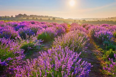 Güneşin doğuşu lavanta tarlasının tadını çıkarmak için mükemmel bir zaman. Loş ışıkta muhteşem görünüyor.