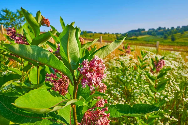 Die Seidenpflanze Milchkraut Schmetterlingsblume Mit Kleinen Rosafarbenen Blüten Und Einer — Stockfoto