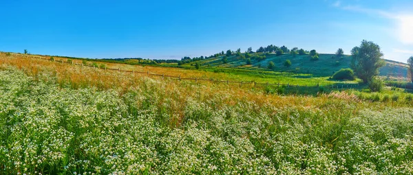 Panoramablick Auf Das Malerische Kamillenfeld Vor Dem Leuchtend Grünen Hügeligen — Stockfoto
