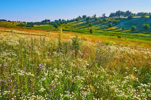 Die Wiese Mit Wildblumen Und Gräsern Einem Klaren Windigen Tag — Stockfoto