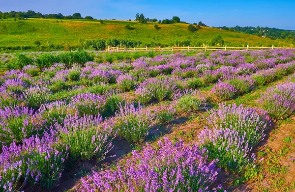 Hilly Landscape Lavender Field Blossom — Stock Photo, Image