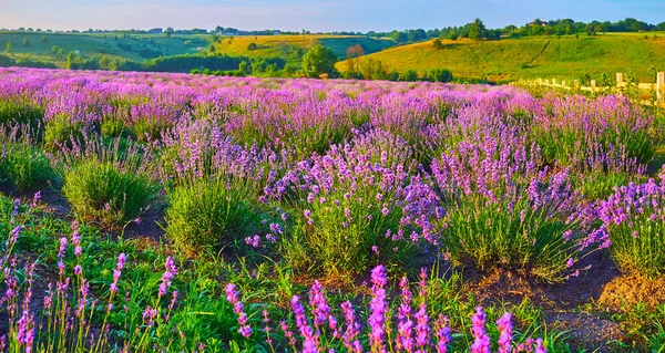 Mor çiçek açan lavanta tarlasının panoramik manzarasının tadını çıkar.