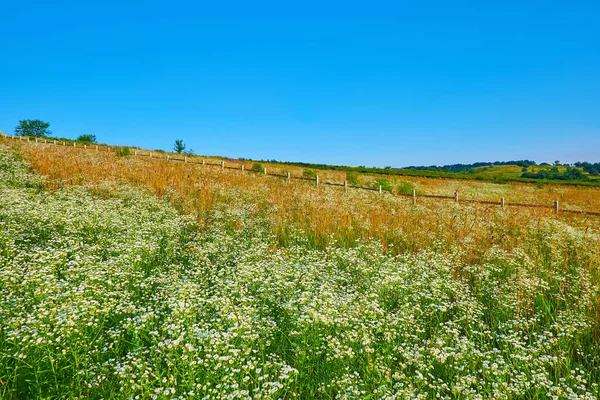 Kamillenblüten Und Hohe Gräser Wiegen Sich Wind Auf Der Hügeligen — Stockfoto