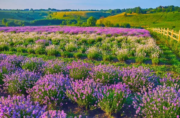 Çiçek açan mor ve beyaz lavanta çalıları tarlada