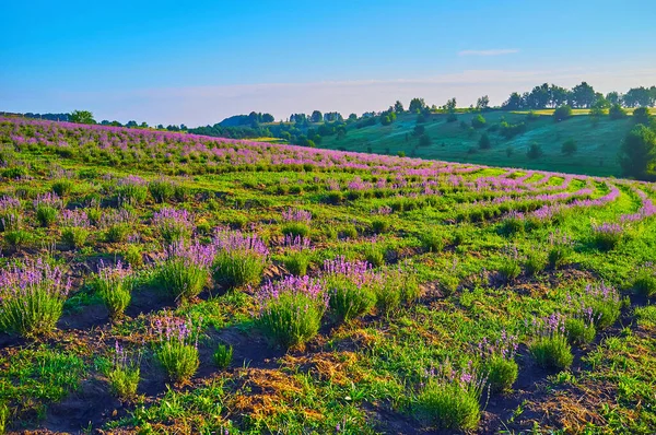 Hügellandschaft Mit Lavendelfeld Vordergrund — Stockfoto