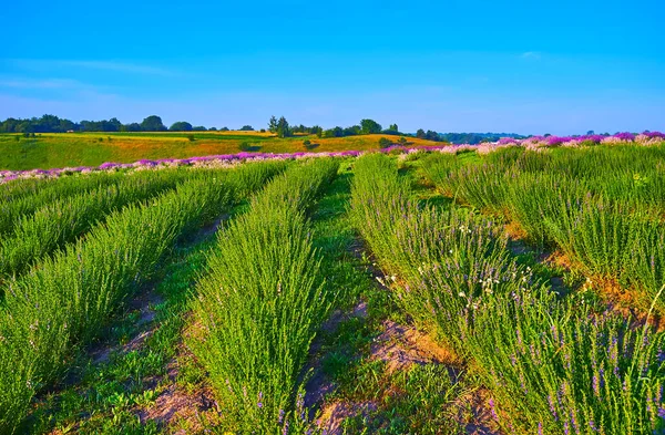 Die Hohen Grünen Lavendelpflanzen Auf Dem Feld Mit Leuchtend Violetten — Stockfoto