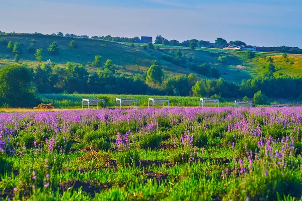 Das Leuchtend Violette Lavendelfeld Vor Hohen Grünen Hügeln — Stockfoto