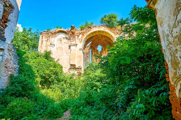 Overwoekerde Ruïnes Van Voormalige Dominical Toly Trinity Catedral Medzhybizh Stad — Stockfoto