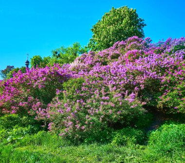 Hryshko Botanik Bahçesi, Kyiv, Ukrayna 'da yemyeşil, pembe ve menekşe çiçekli leylaklar.